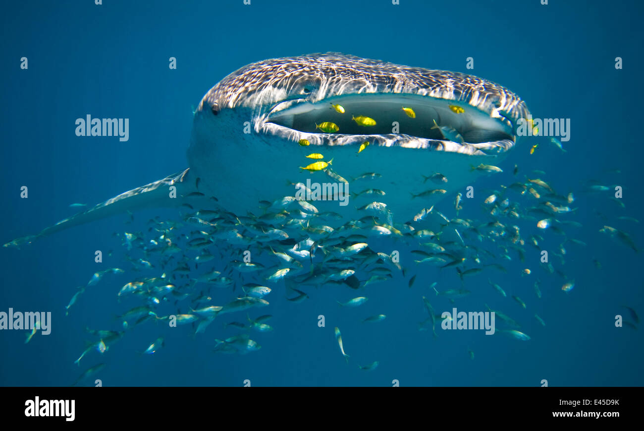 Whale shark (Rhincodon typus) filter feeding, surrounded by other smaller fish, Ningaloo Reef, Western Australia Stock Photo