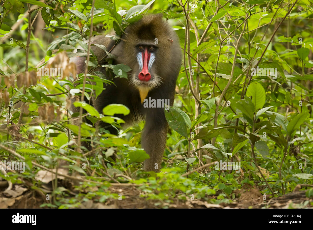 Mature Male wild Mandrill (Mandrillus sphinx) walking through gallery forest during dry season. Lope National Park, Gabon. July 2008. Stock Photo