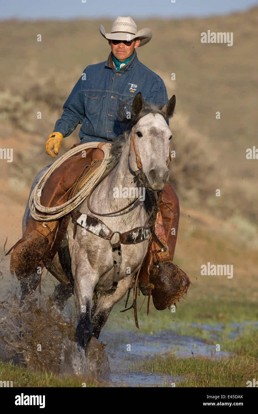 Cowboy running horse through water at Sombrero Ranch, Craig, Colorado
