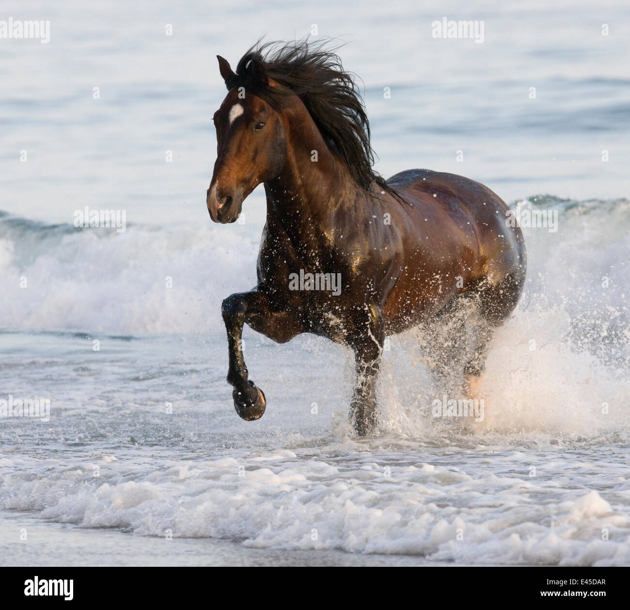 Bay Azteca stallion (Andalusian and Quarter Horse cross) trotting onto beach from waves, Summerland Beach, Ojai, California, USA Stock Photo