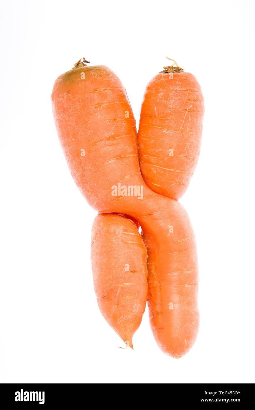 Two Carrots (Daucus carota) intertwined, crossed over while they were growing, Wester Ross, Scotland, October Stock Photo