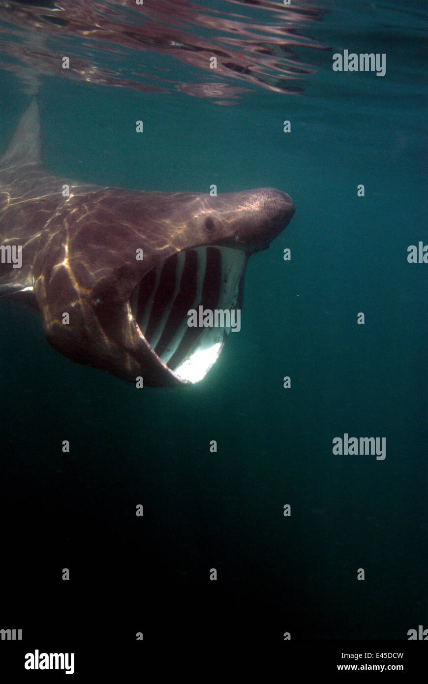 Basking shark mouth hi-res stock photography and images - Alamy