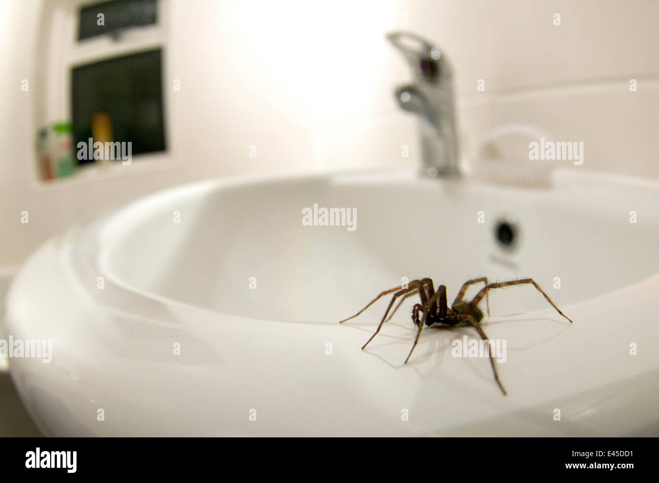 House spider (Tegenaria gigantea) on edge of sink in house, Hertfordshire, England Stock Photo