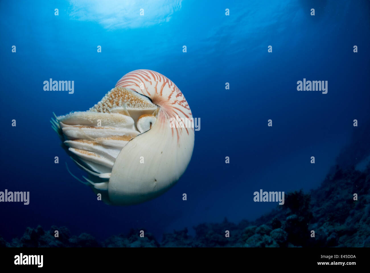Chambered nautilus {Nautilus pompilius} Indo-pacific Stock Photo