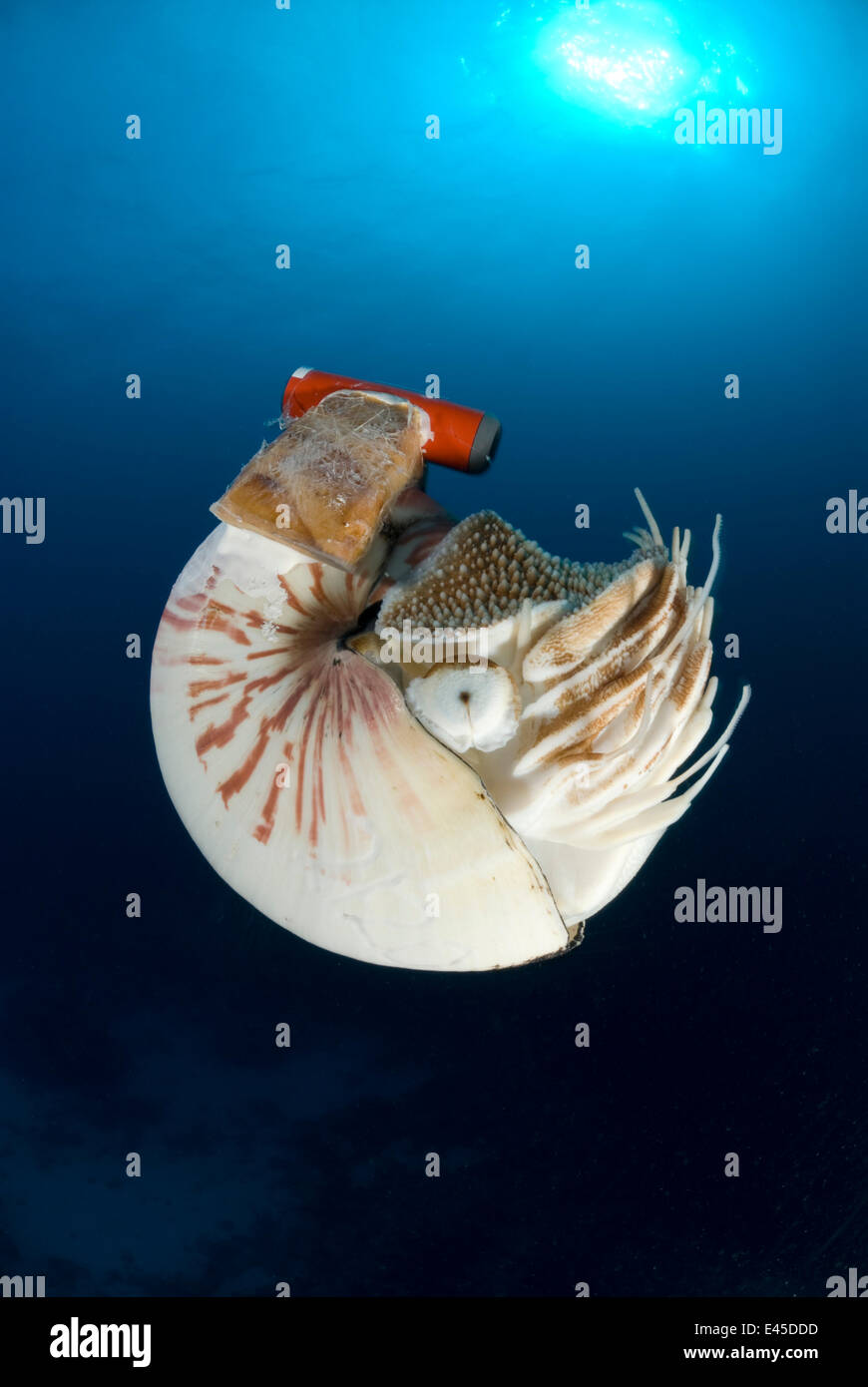 Chambered nautilus (Nautilus pompilius) with radio transmitter, Indo-pacific Stock Photo