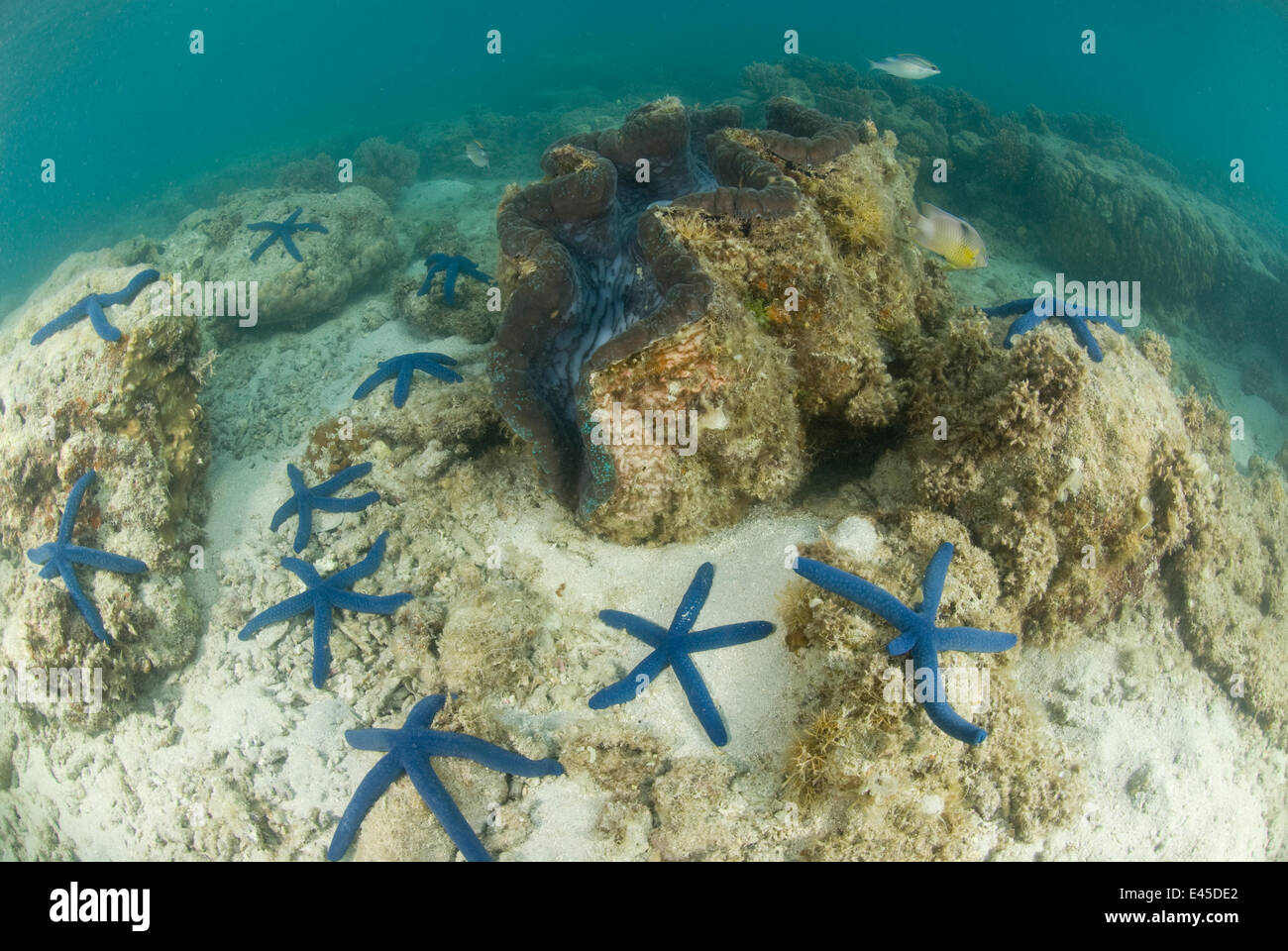 Giant clam {Tridacna sp} surrounded by blue starfish {Linckia laevigata} Lizard Island, Queensland, Australia, April 2008 Stock Photo