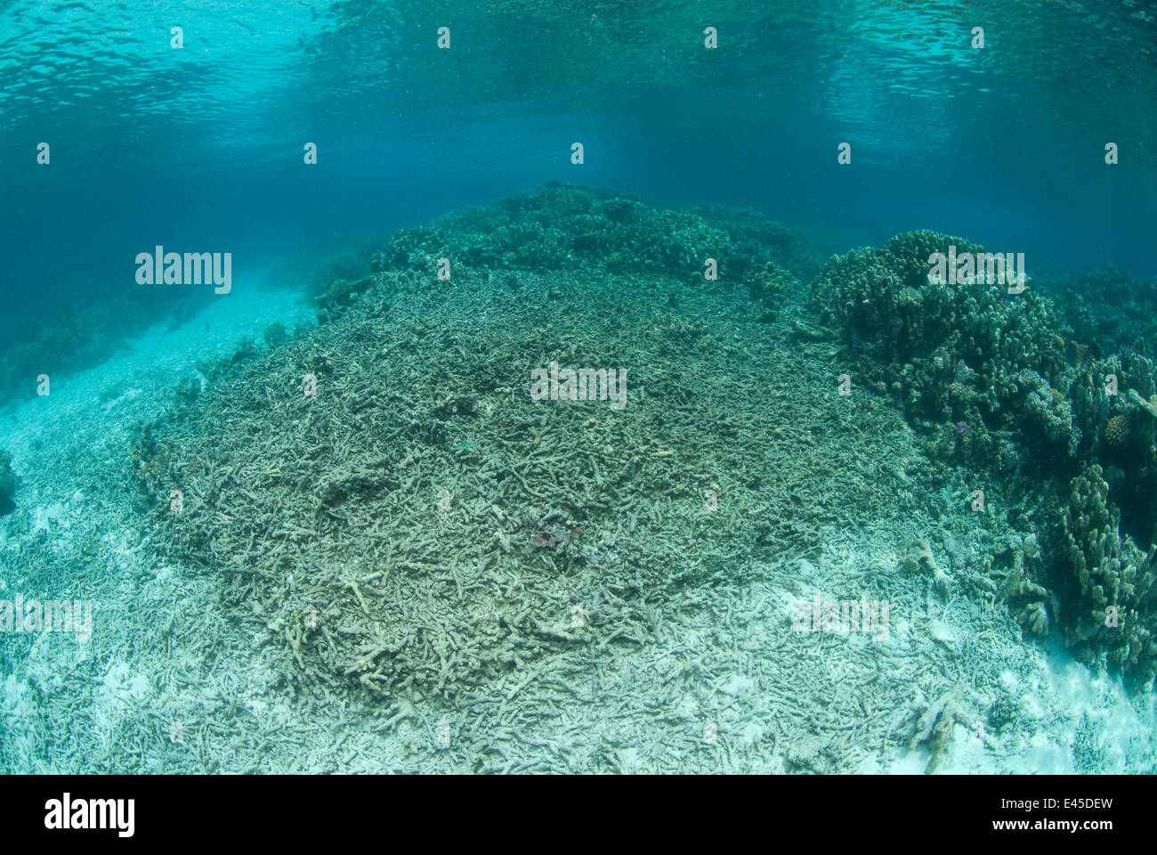 Damaged coral reef, possibly storm damage, Great Barrier Reef, Australia, 2008 Stock Photo