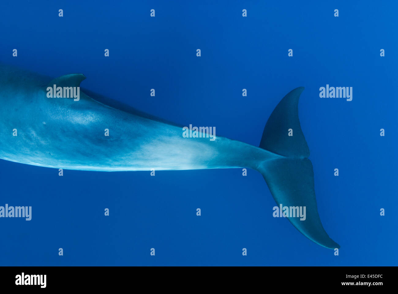 Dwarf minke whale barrier reef hi-res stock photography and images - Alamy