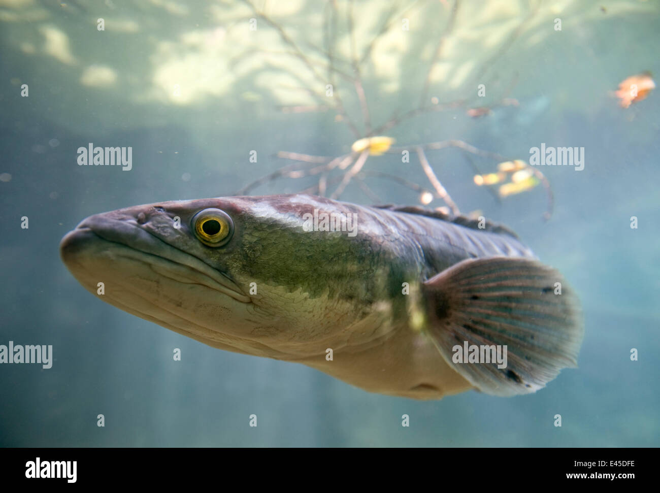 Giant snakehead / Toman (Channa micropeltes)Found in freshwater / flooded swamp areas. From SE Asia including Borneo. Captive, Singapore Zoo Stock Photo