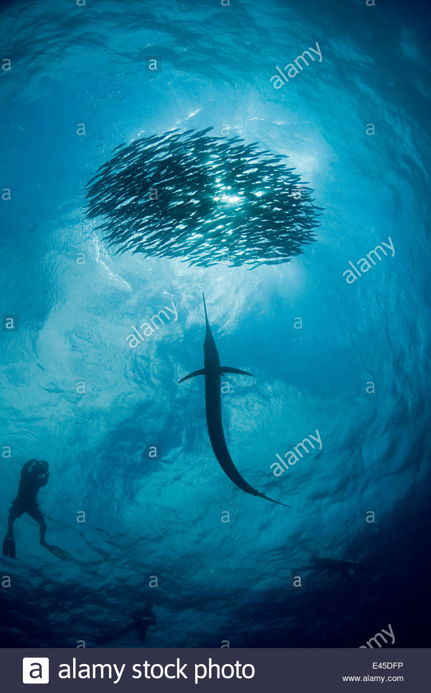 Blue Bait High Resolution Stock Photography and Images - Alamy