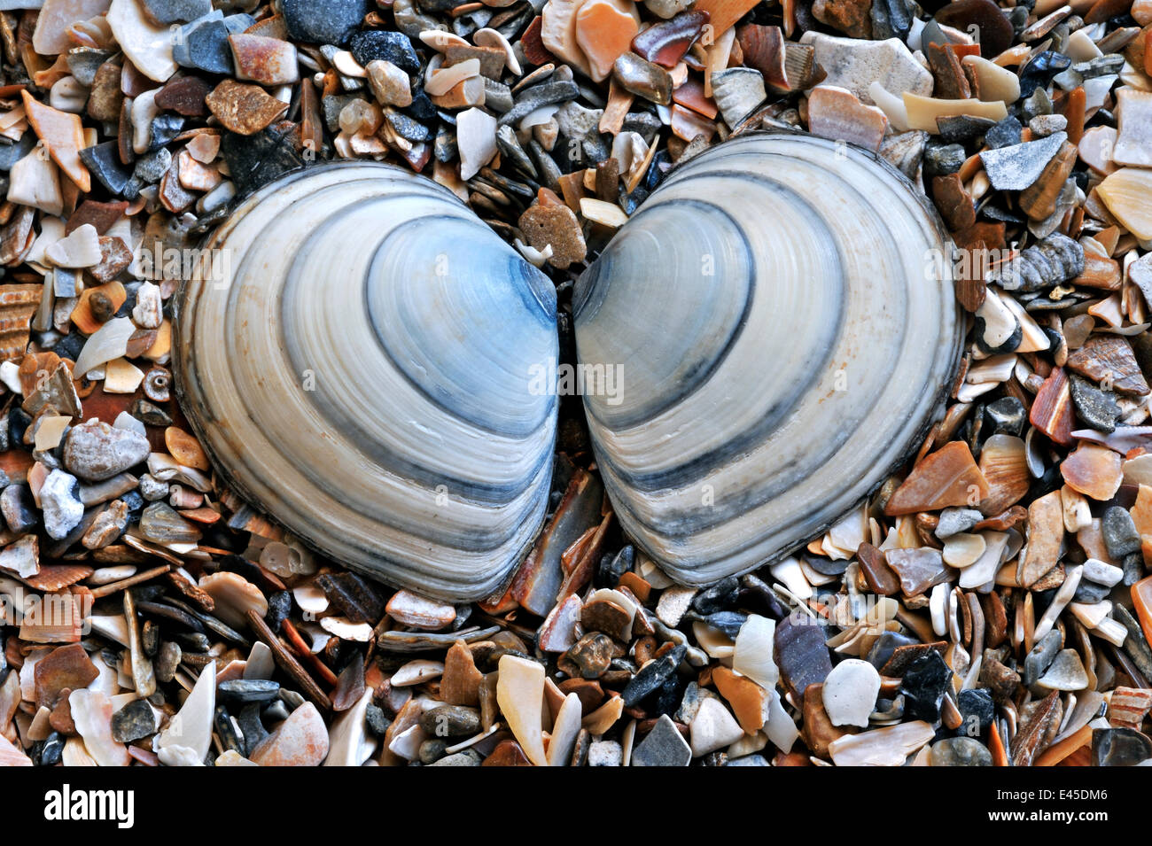 Baltic tellin (Macoma balthica) shell on beach, Belgium Stock Photo