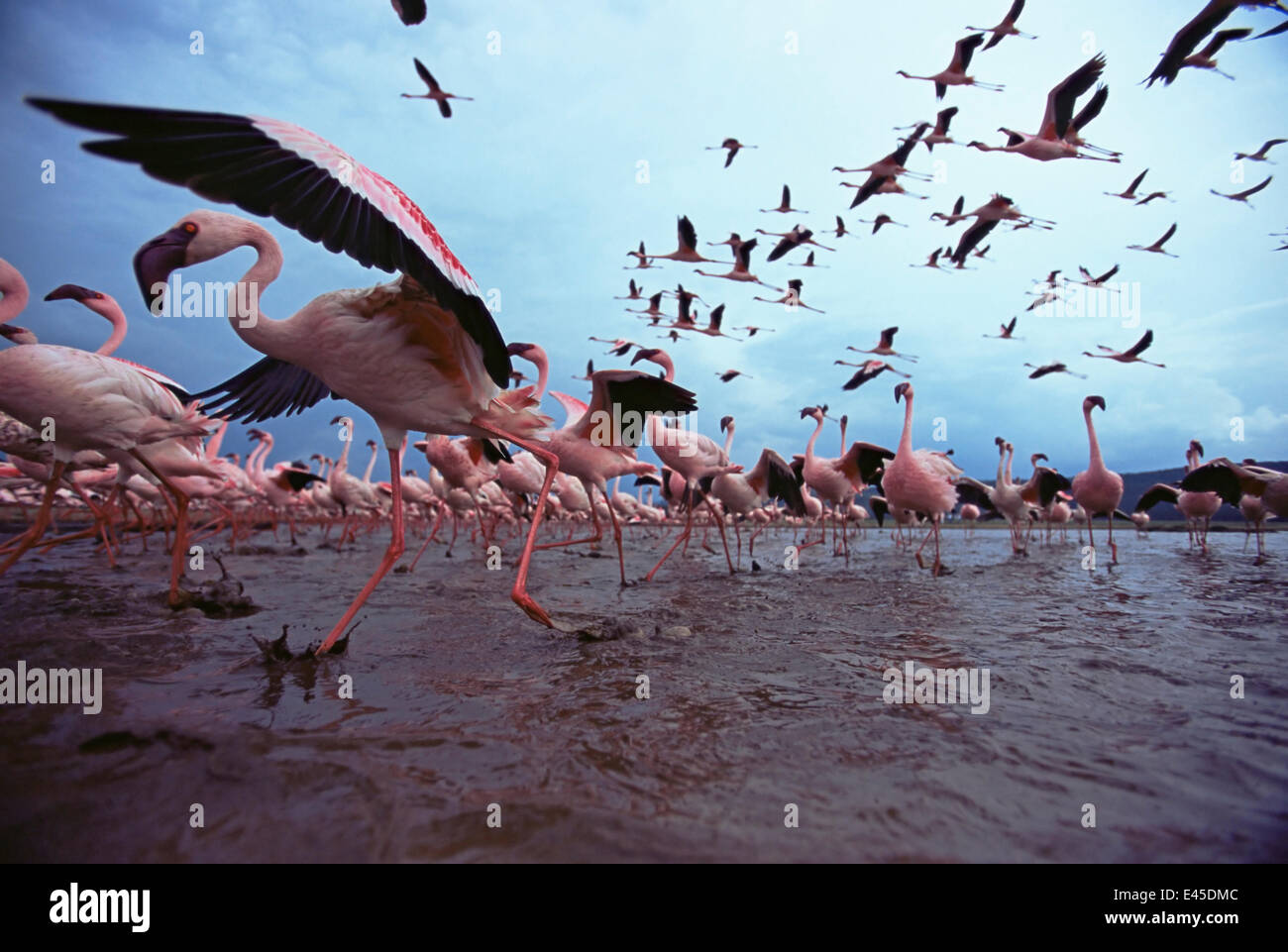Low level view of Lesser flamingos taking off and flying (Phoeniconaias