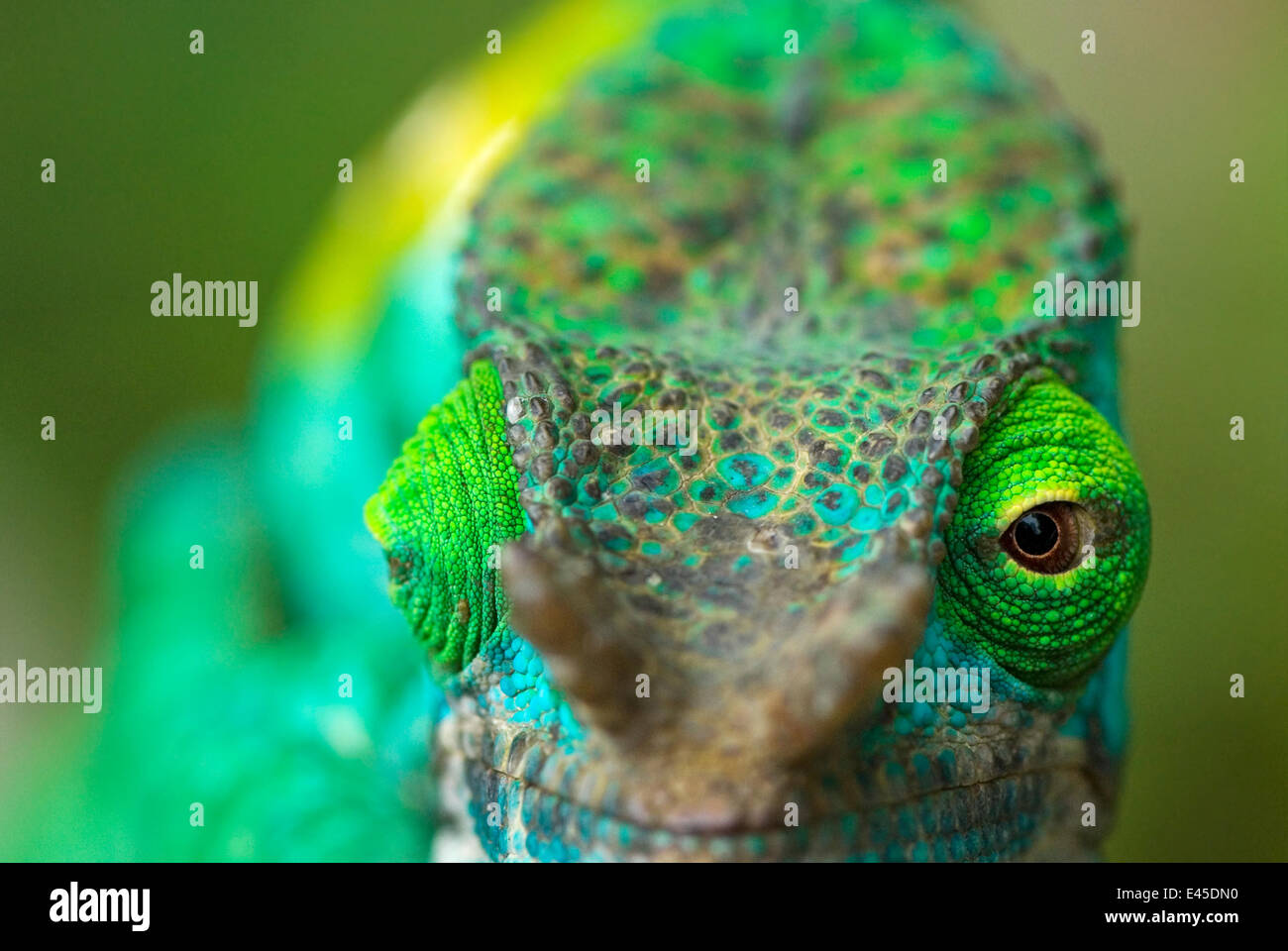 Parson's chameleon (Chamaeleo parsonii) close-up showing eyes facing different directions, Madagascar Stock Photo
