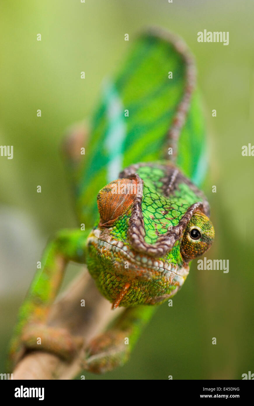 Panther chameleon (Furcifer pardalis) with eyes facing different direction, Madagascar Stock Photo
