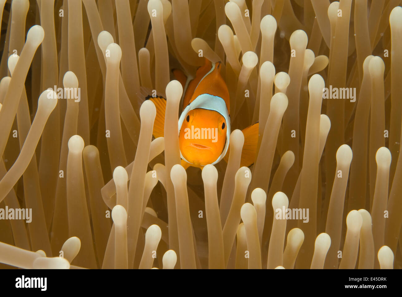 Clown anemonefish (Amphiprion percula) amongst anemone tentacles, Indo-pacific Stock Photo