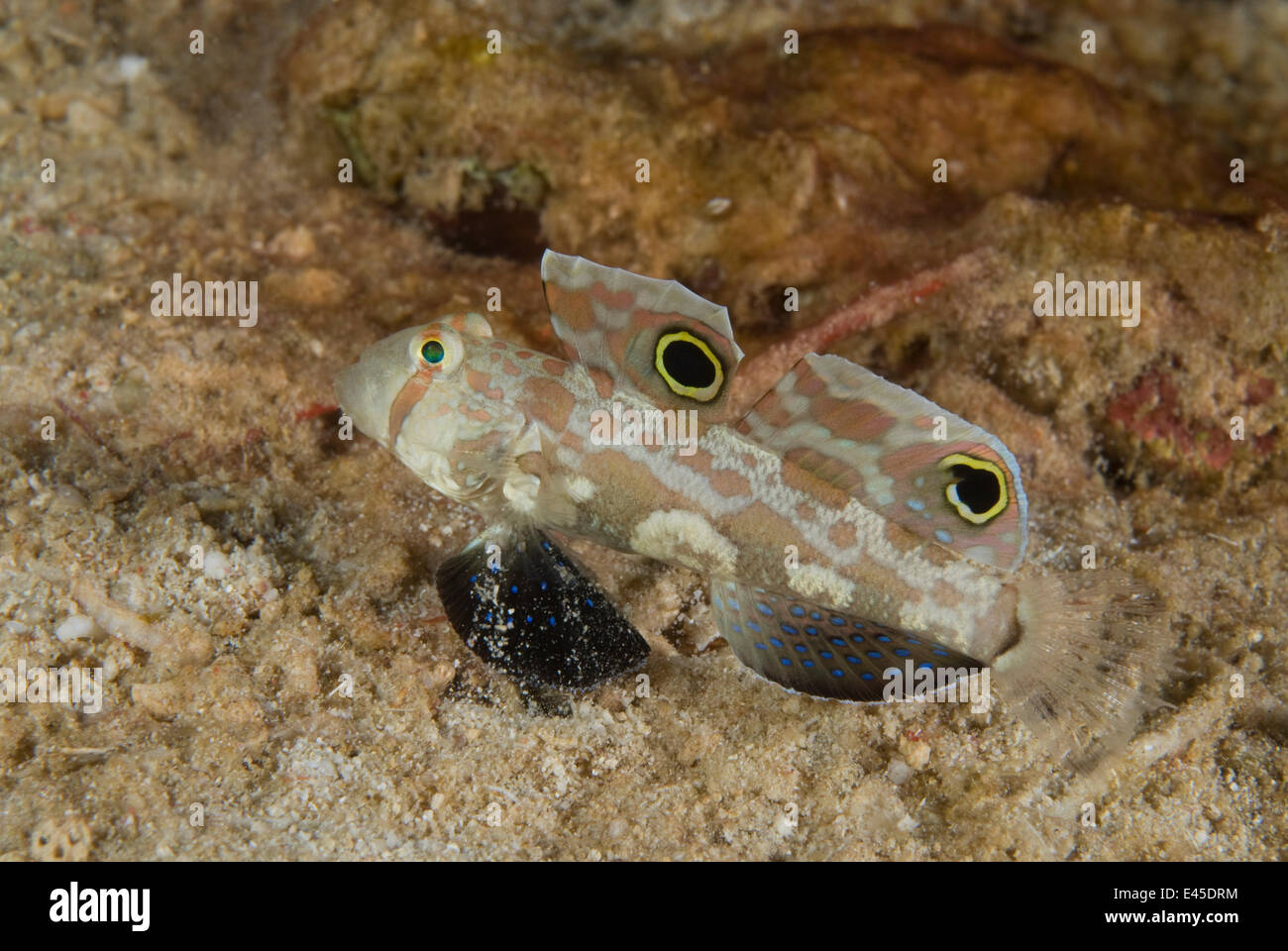 Crab eyed goby (Signigobius biocellatus) Indo-pacific Stock Photo