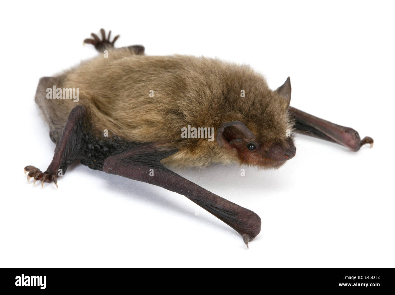 Common pipistrelle bat (Pipistrellus pipistrellus) juvenile, Surrey, England Stock Photo