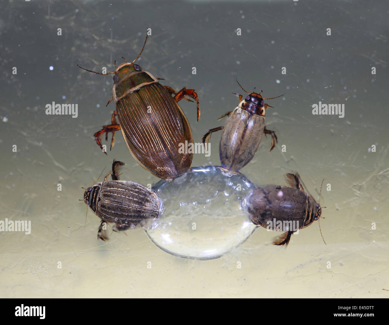 Water beetles (Dytiscus marginalis) and (Acilius sulcatus) clustered around an air bubble trapped beneath the ice of a frozen pond, digitally enhanced, Surrey, England Stock Photo