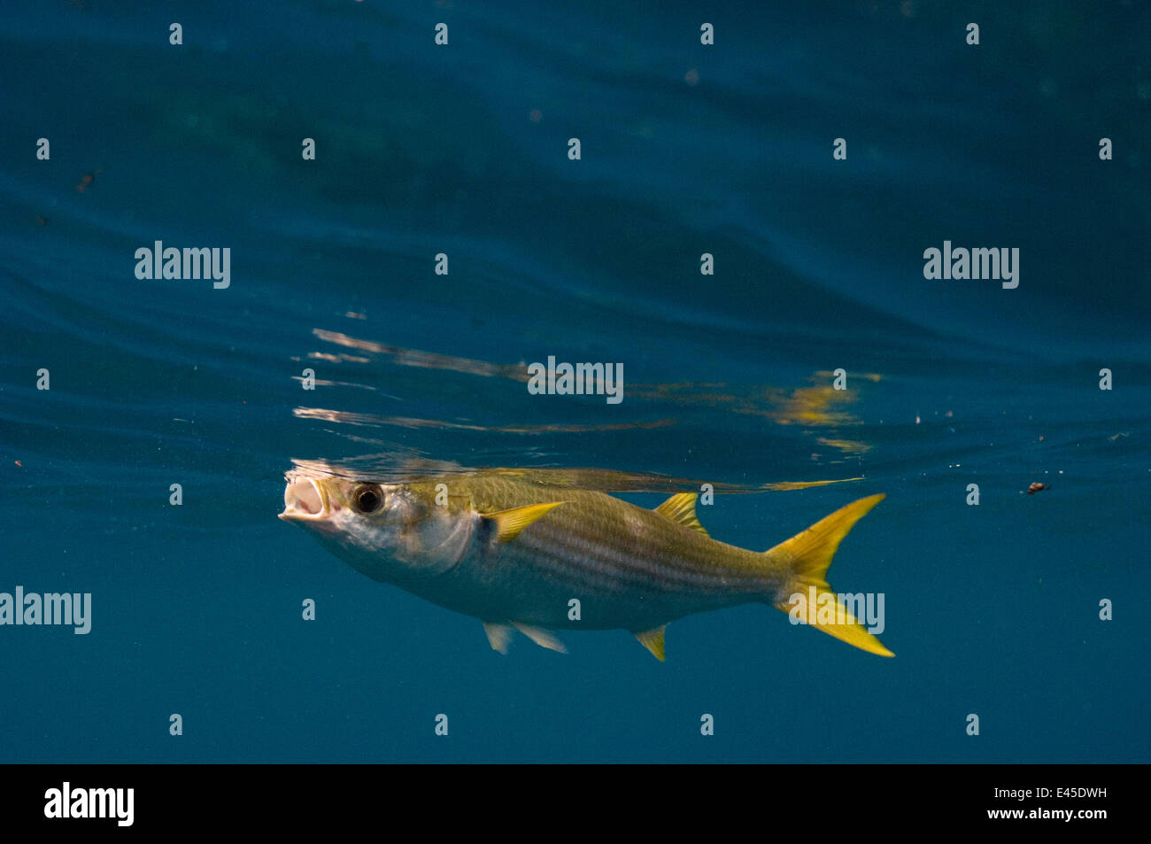 Yellow-tailed mullet (Mugil rammelsbergii) feeding on plankton just below the surface, off Wolf Island  Galapagos Islands Stock Photo