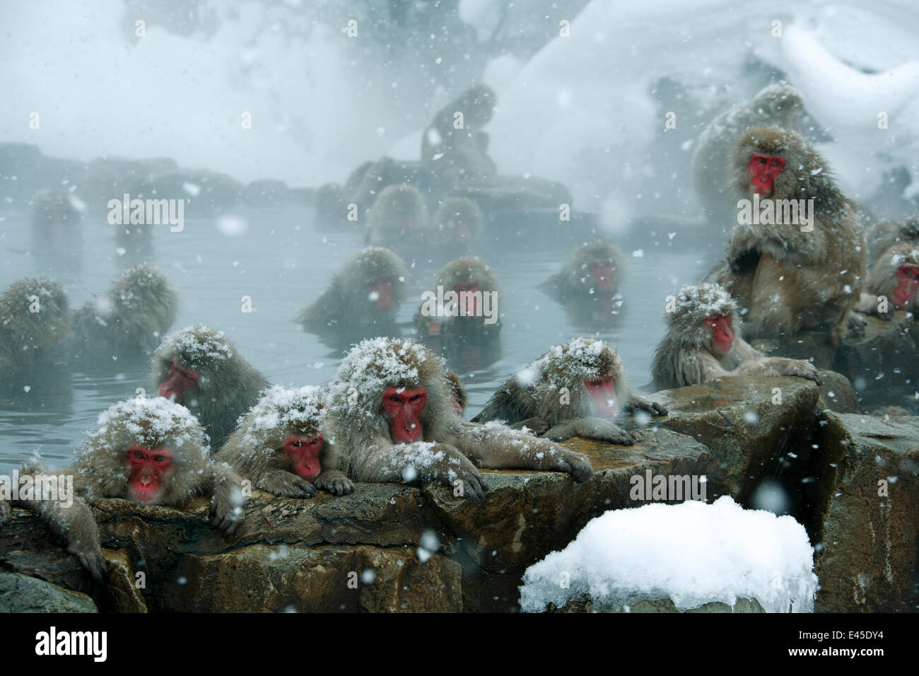 Japanese Macaques Macaca Fuscata Warming Up By Bathing In A Hot japanese-macaques-macaca-fuscata-warming-up-by-bathing-in-a-hot
