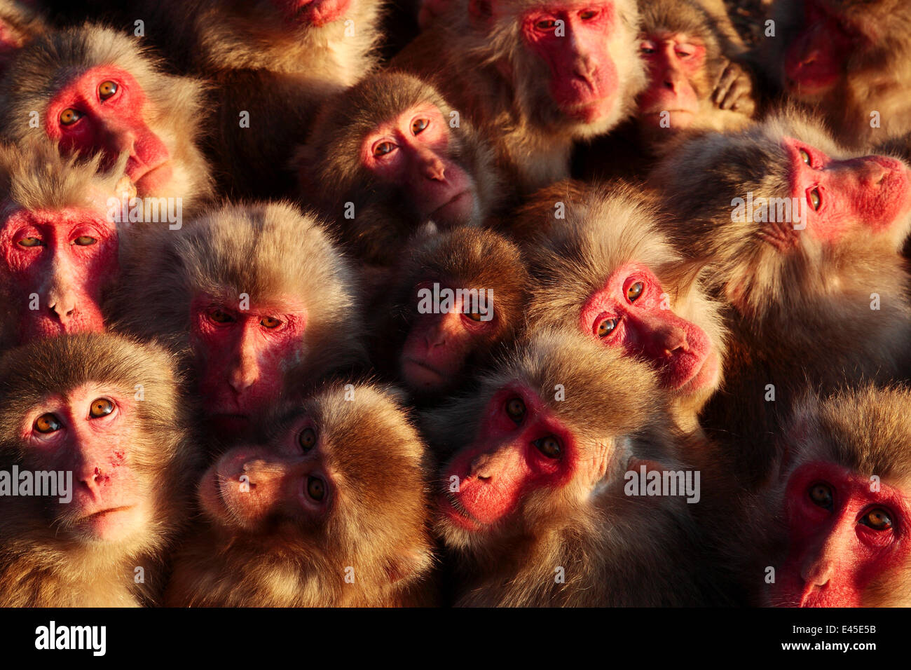 Japanese macaques (Macaca fuscata) faces looking up, huddling together for warmth on a cold day, Shodoshima, Japan Stock Photo