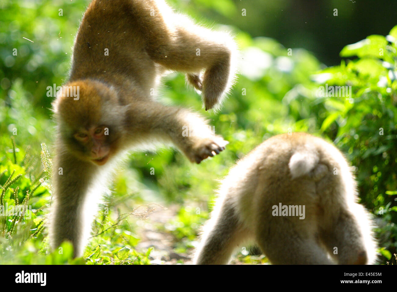 Juvenile Japanese macaques (Macaca fuscata) two years old, playing ...