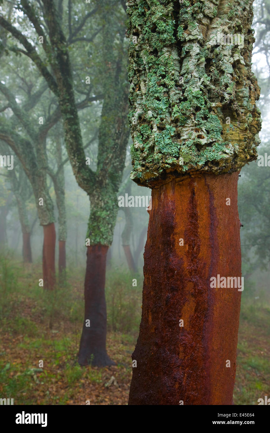 Cork oak trees {Quercus suber} with bark removed, Alcornocales NP