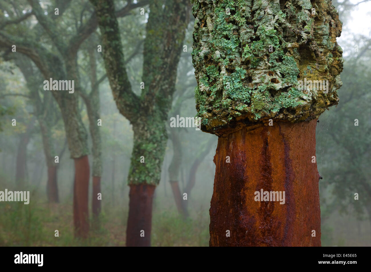 Cork oak trees {Quercus suber} with bark removed, Alcornocales NP