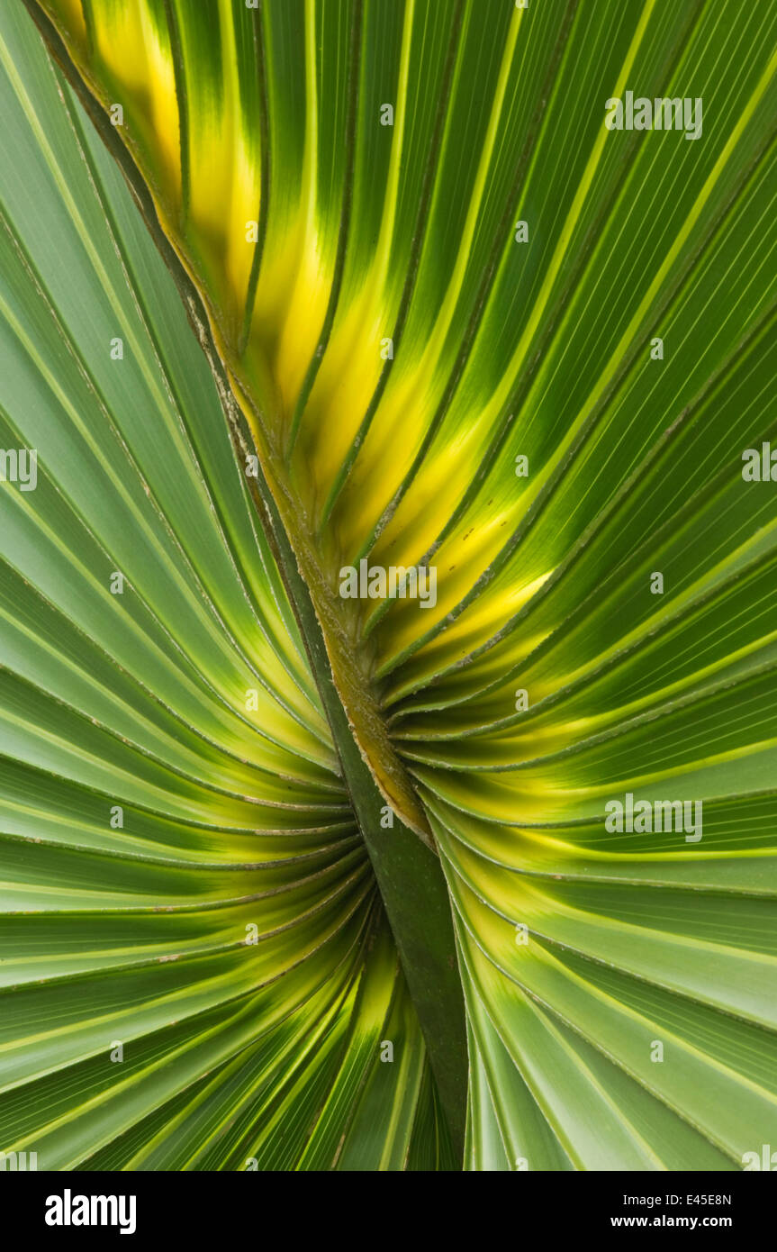 Detail of leaf of Cabbage Palmetto (Sabal palmetto) Sanibel Island, Florida, USA Stock Photo