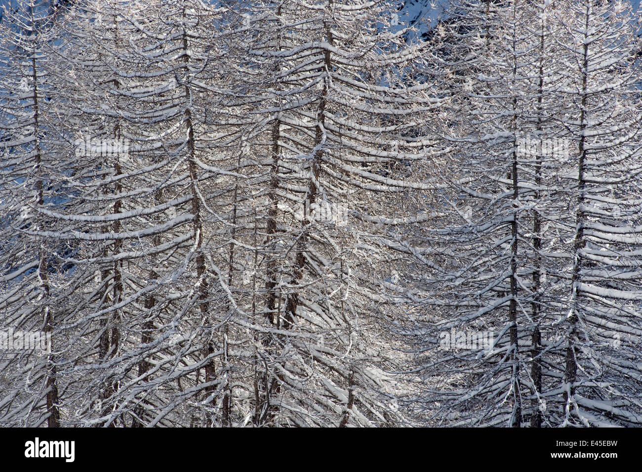 European Larch (Larix decidua) trees covered in snow, Gran Paradiso National Park, Italy, November 2008 Stock Photo