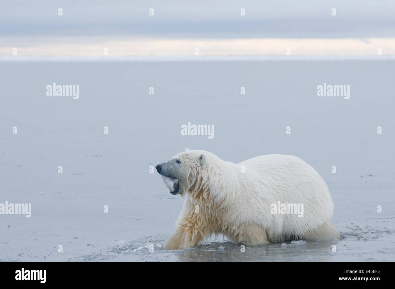 Large two year Polar bear (Ursus maritimus) plays with a chunk of ice in the slushy freezing waters along the Arctic coast, 1002 area of the Arctic National Wildlife Refuge, Beaufort Sea, Alaska, Autumn, October 2008 Stock Photo