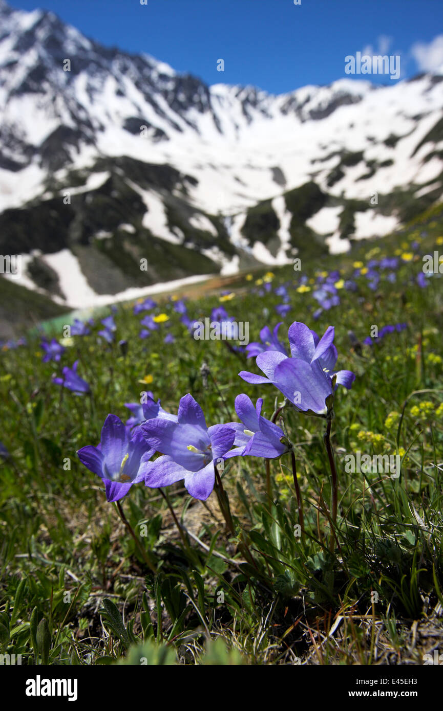 Bellflowers (Campanula sp) with Lake Donguzorun and Donguzorumn mountains behind, Caucasus, Russia, June 2008 Stock Photo