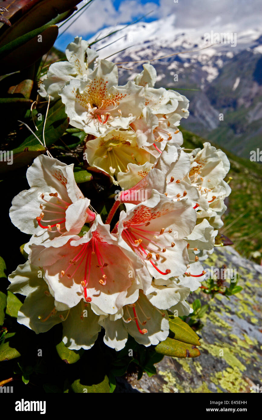 Caucasian rhododendron hi-res stock photography and images - Alamy
