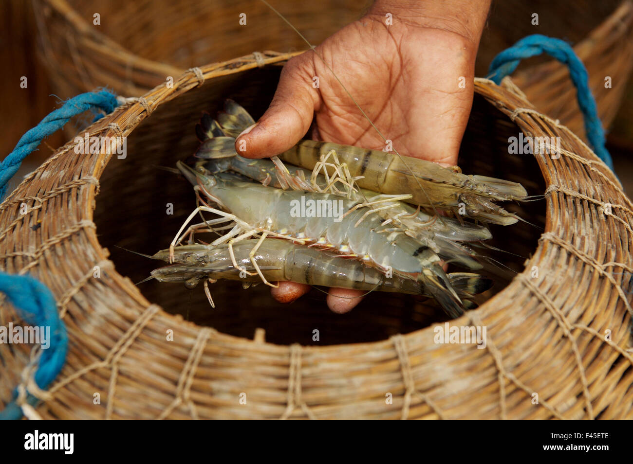 Giant tiger shrimps {Penaeus japonicus} harvested from shrimp farm ponds, Sundarbans, Khulna Province, Bangladesh, March 2006 Stock Photo