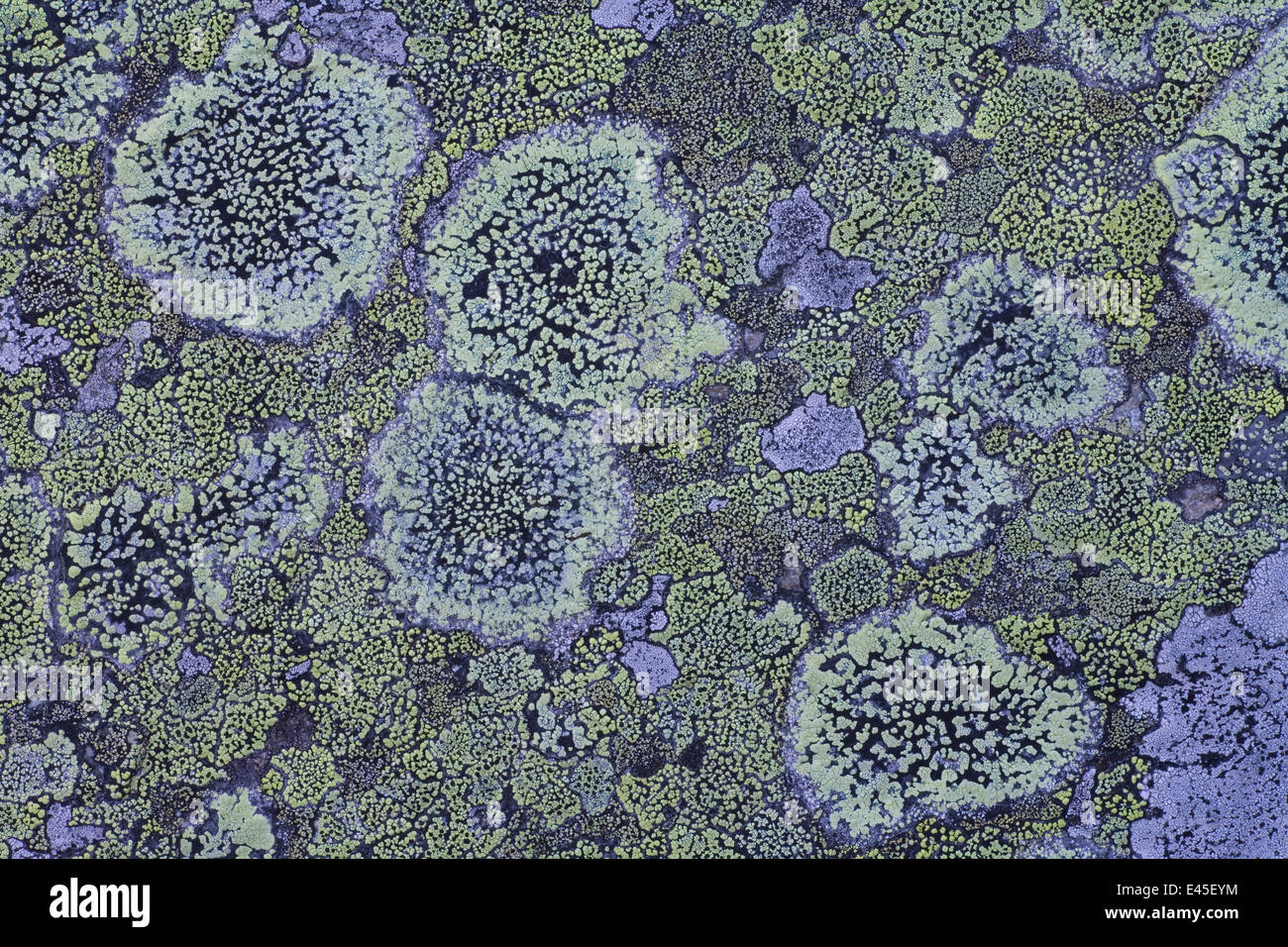 Map lichen (Rhizocarpon geographicum) on granite, Sarek National Park ...
