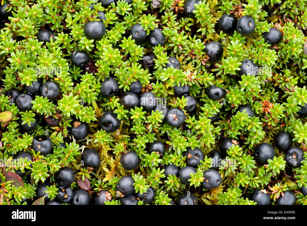 Crowberry (Empetrum nigrum hermaphroditum) with berries, Sarek National Park, Laponia World Heritage Site, Lapland, Sweden, September 2008 Stock Photo
