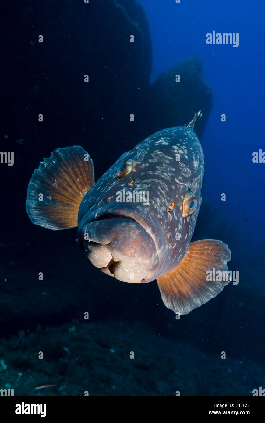 dusky-grouper-epinephelus-marginatus-merouville-grouper-city