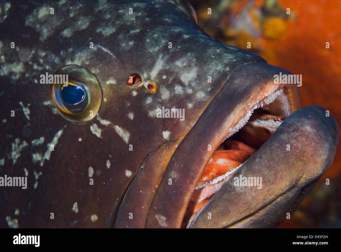 Dusky grouper (Epinephelus marginatus)with a few fish lice (parasitic copepods) are visible near its nostril, Cala di Grecu, Lavezzi Islands, Corsica, France, September 2008 WWE BOOK. Stock Photo