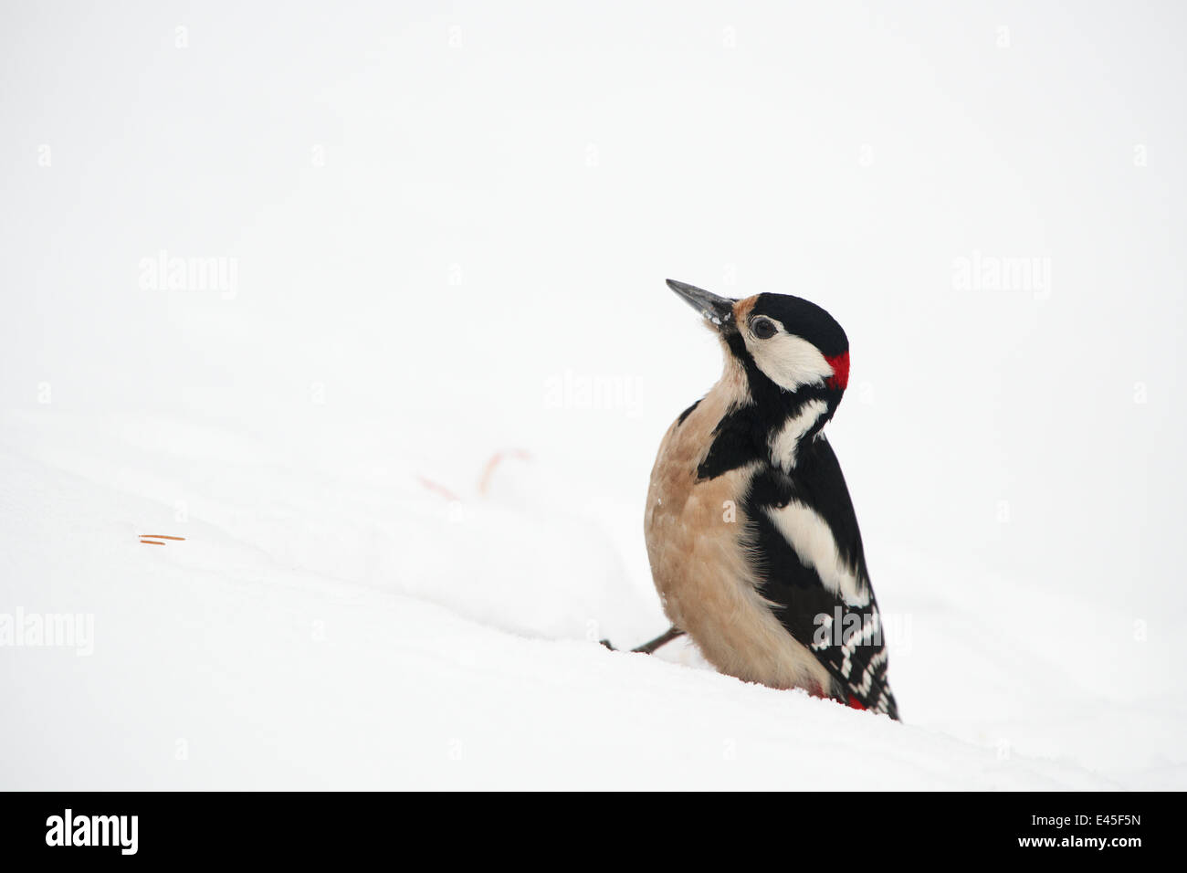 Male Great spotted woodpecker (Dendrocopos major) in snow, Posio, Korouma, Finland, February 2009 Stock Photo