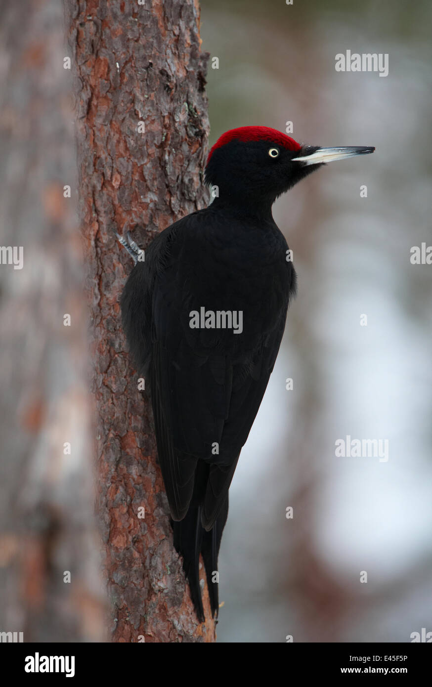 Black woodpecker (Dryocopus martius) on tree trunk, Korouma, Posio, Finland, February 2009 Stock Photo
