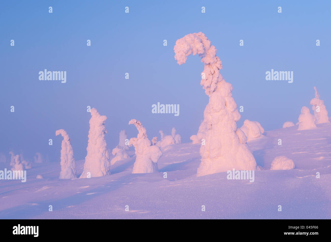 Snow covered trees, Riisitunturi National Park, Finland, February 2009 Stock Photo