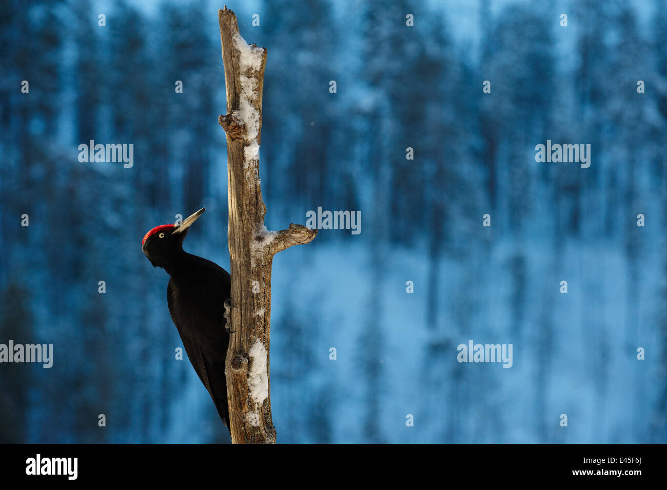 Black woodpecker (Dryocopos martius) on dead tree trunk, Korouma, Posio, Finland, February 2009 Stock Photo