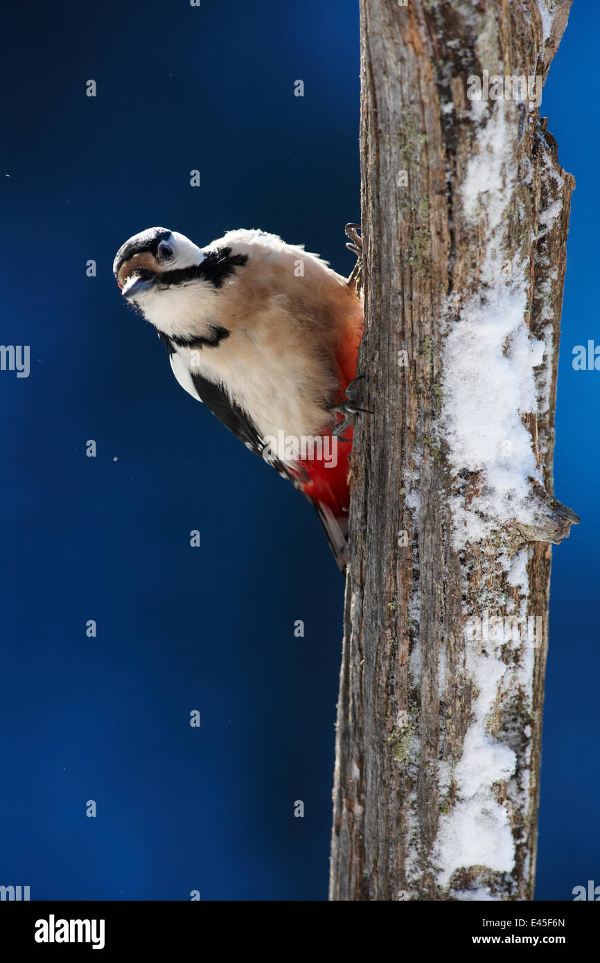 Great spotted woodpecker (Dendrocopos major) on dead tree trunk, Korouma, Posio, Finland, February 2009 Stock Photo