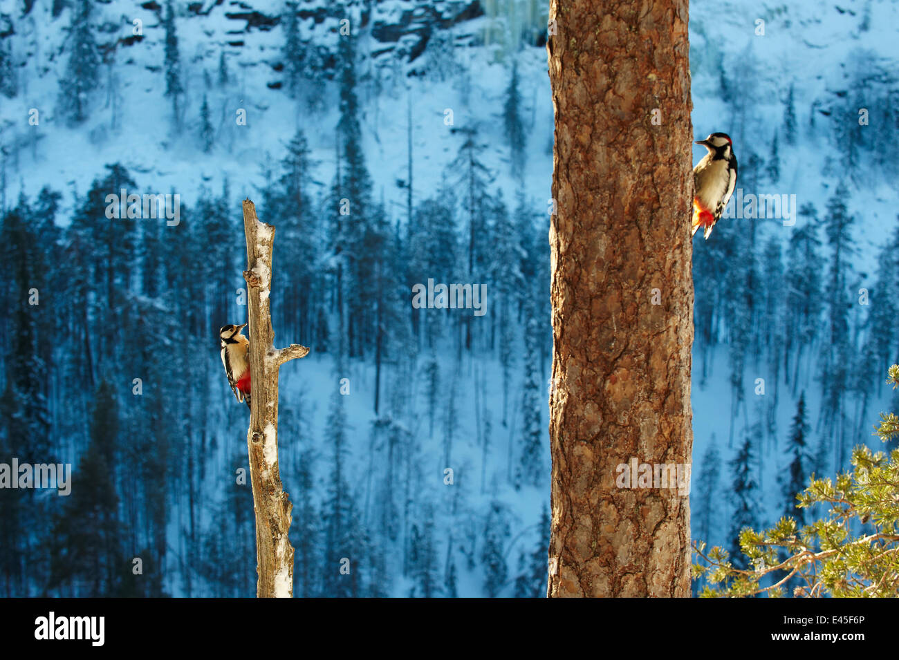 Two Great spotted woodpeckers (Dendrocopos major) on tree trunks, Korouma, Posio, Finland, February 2009 Stock Photo