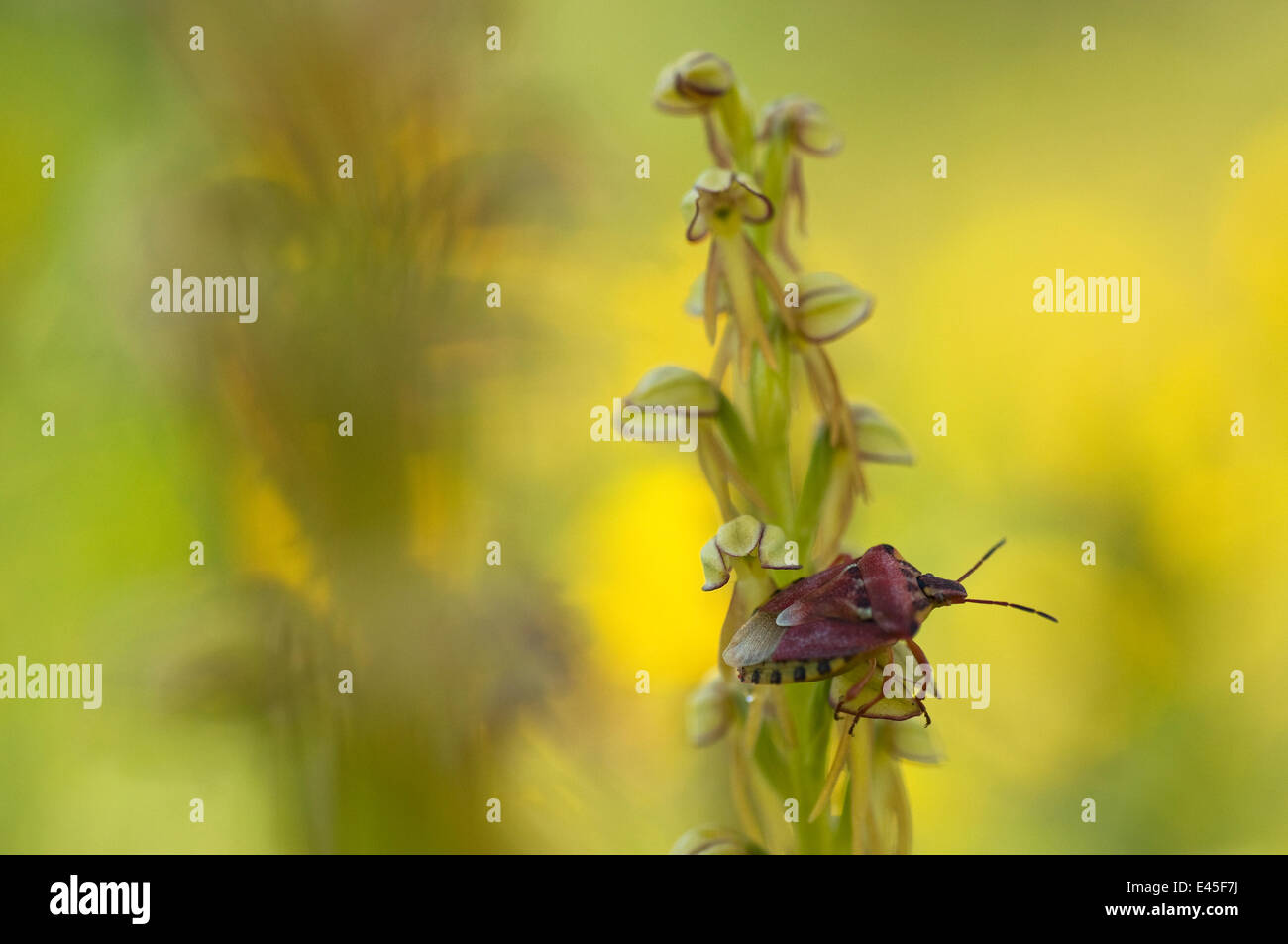 Puglia Insects Aceras anthropophora hi-res stock photography and images - Alamy