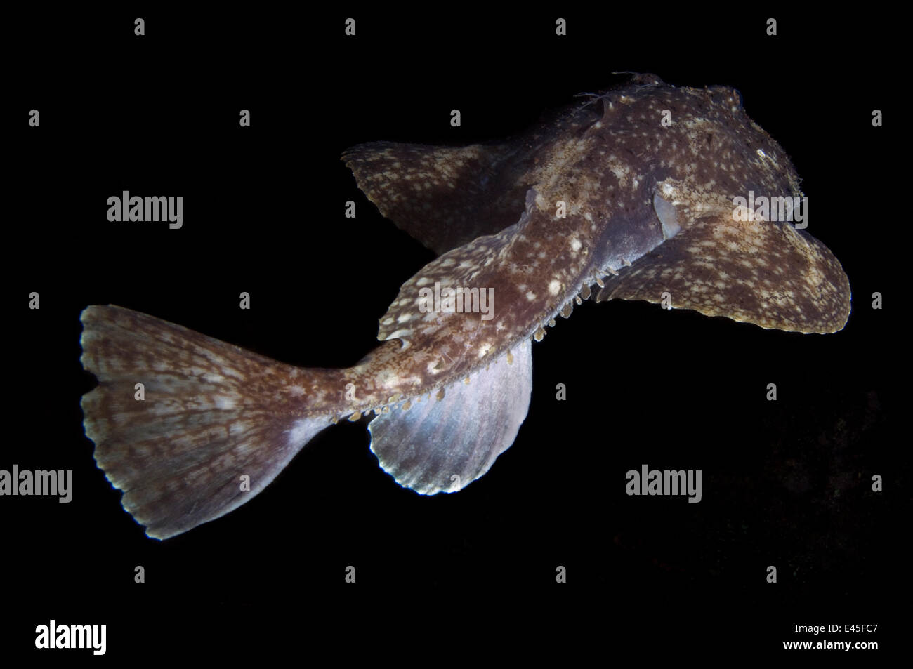 Rear view of Anglerfish (Lophius piscatorius) Saltstraumen, Bodö, Norway, October 2008 Stock Photo