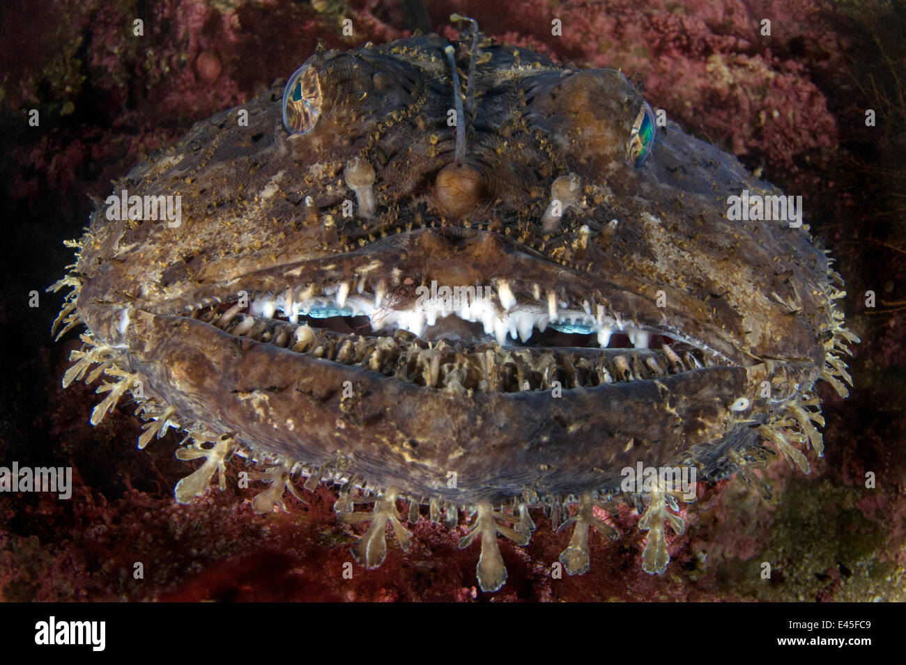 Angler fish (Lophius piscatorius) - MarLIN - The Marine Life Information  Network