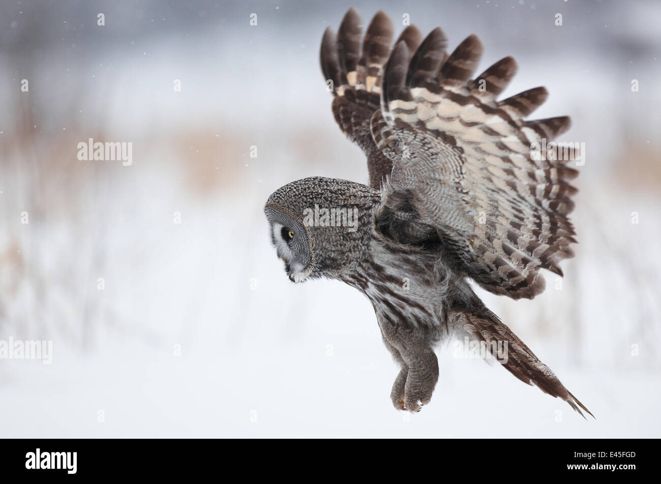 Female Great grey owl (Strix nebulosa) landing, Oulu, Finland, February 2009 Stock Photo