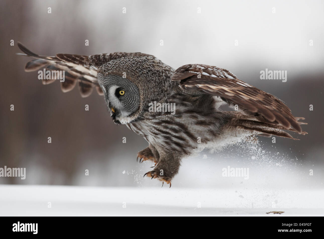 Female Great grey owl (Strix nebulosa) landing on snow, Oulu, Finland, February 2009  Not to be supplied to Italian magazines or newspapers until 25th October 2010. Stock Photo