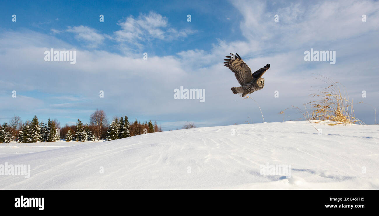 Female Great grey owl (Strix nebulosa) in flight in snow covered landscape, Oulu, Finland, February 2009 Stock Photo